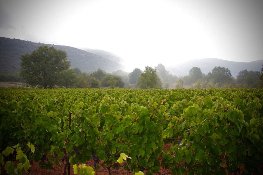 Tselepos Winery vineyards in the background of blue sky and mountains